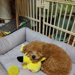 잘때 웃<b>상인</b> 우리집 콩이
