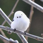 갱쟝히 위협적인 <b>뱁새</b>