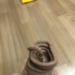 <b>초코맛</b> 거북이