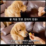 [이것좀봐줘] 난생처음 귤맛을 본 강아지의 반응!?