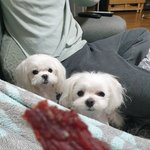 한입만 <b>듀오</b> 보고가세욤