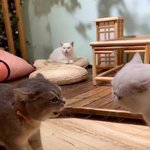 [방탄소년단] 울애들 같음ㅋㅋㅋ