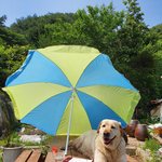 우리집  래브라도 리트리버  <b>강</b>이와 ‍ 고양이  키티
