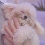 [더보이즈] 저 강아지 카톡프사 해놨는데