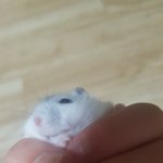 <b>햄스터</b> 냄새랑 소리가 너무 귀여운데 어떡함 ㅠㅠㅠ