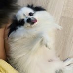 털빵빵 장모치와와 <b>오레오</b>̤̫ 남달리