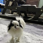 장모치와와 <b>오레오</b>̤̫ 남달리2