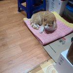 [고양이] 시골집에 산고양이가 들어왔어요