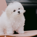 [NCT즌] 우리귀염뽀짝<b>대갈</b><b>공주</b>님