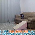 강아지<b>인척</b> 가면 쓰고 실제강아지 반응보기 ㅋㅋ
