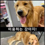 [이것좀봐줘] 털관리 당하는 강아지의 <b>최후</b>.