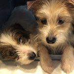 [강아지] 시<b>고르</b>자브종 하루, 마루에요!