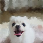 우리집 11살 <b>포메</b> 보고가세욤