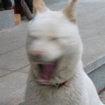 [댓글부탁해] 일베충 새끼들 <b>자해</b> 조카 하네