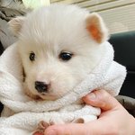 한달된 <b>꼬물</b>이들에게 가족이 되어주세요..