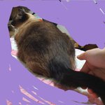 [드루와] 울집 고양이 빵<b>댕이</b>