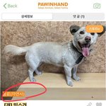 여전히 죽어가고 있습니다 국민청원 청원이 저조합니다 제발 도와주세요