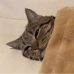 이 고양이들 <b>종류</b> 쫌 알려죠