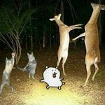 이시국에 <b>혼영</b> 오바냐