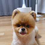 너구리냐?개냐?ㅎ
