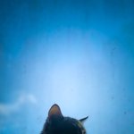 [고양이] 공장 냥이<b>들</b> 05