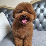 다이어트잘<b>알</b>들아 <b>한</b>번만 ㅠㅠㅠ