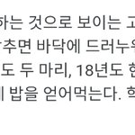 울학교 나무<b>위키</b>에 조카귀여운 내용 있어