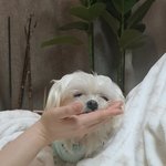 <b>울집</b> 꼬질이 볼사람~~