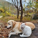 2탄) 강이 <b>키티</b> 행복한 시간들 사진올립니다.