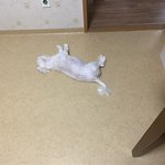 [이것좀봐줘] <b>울</b><b>집</b> 강아지 뻘하게 웃김 ㅋㅋㅋㅋ