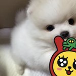 우리 집 강아지 이름 좀 이름 추천해줭