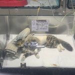 [개깊은빡침] 일산 백석 중성화 의료과실 글 올렸던 꾸꾸집사입니다...