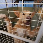 [방탈죄송] <b>보호소</b>를 철거하래요.. 200마리의 강아지들은 어디로...