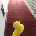 눈<b>오리</b> 드디어 삼