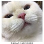 [댓글부탁해] ❤️호불호 대결하자❤️