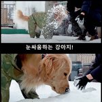 [강아지] <b>눈싸움</b>하다 넘어진 강아지!