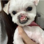 [개깊은빡침] 코와 입술이 잘려져 유기된 순수같은 아이가 다시 나오지...