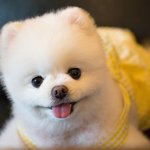 우리 <b>달리</b>님