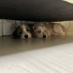 [강아지] 시<b>고르</b>자브종 하루,마루 2탄