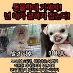 유기견 순수같은 아이가 다시는 나오지 않도록 국민청원 <b>동참</b>해주세요!