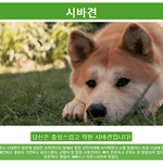 [댓글부탁해] 당신은 어떤 개 일까요?