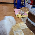 [고양이] 2탄-시골집에 산고양이가 들어왔어요