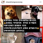 2틀전 , 살려주세요 ! ( <b>병원비</b> 일체 지급, 이동봉사 가능!...