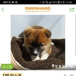 매력적인 장성군 유기동물 공고 담당자