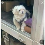 택배기사 강아지 경태요.. 상태가 괜찮은게 맞나요?