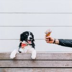 찍으면 화보라는 보더<b>컬리</b> 댕이!