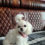 [강아지] 우리집 강아지 구경하고 가!