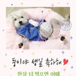 대소변 안가리는 강아지