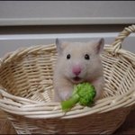 [댓글부탁해] <b>파바</b> 빵 맛있는거 추천좀 ㅈㅂ