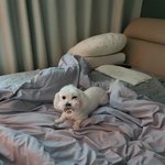 [이것좀봐줘] 쪽쪽이 문 강아지
